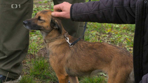 Kočka není pes - Nečistotný Felix a bázlivá Šagina