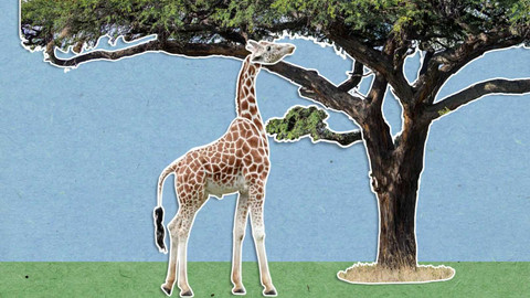 To je něco! - Proč mají žirafy tak dlouhé krky?