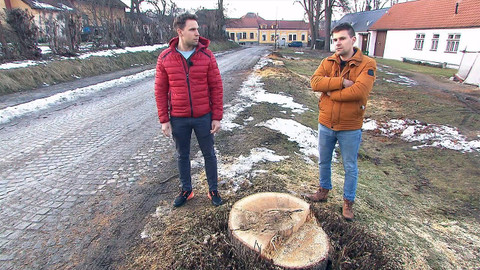 Nedej se! - Slavonické stromobraní