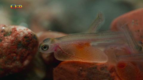 V divočině, tam to žije - Epizoda 31/40