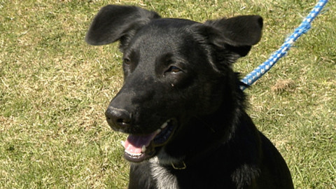 Chcete mě? - Chcete je?