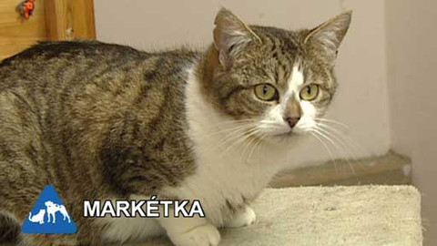 Chcete mě? - Chcete je?