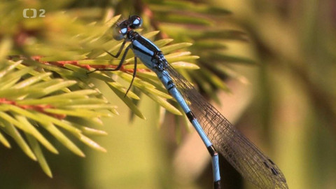 Dobrodružství vědy a techniky - Vážky