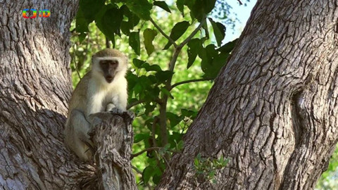 Africká abeceda - O - Opice