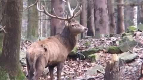 Tisíc let české myslivosti - 28. ledna 2010