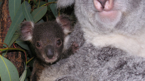 Příběhy zvířecích miminek - Epizoda 3/28