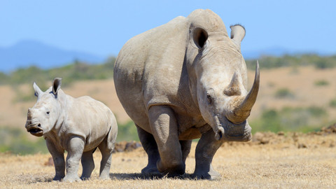 Svět zvířat - 17/20 Hroši a nosorožci