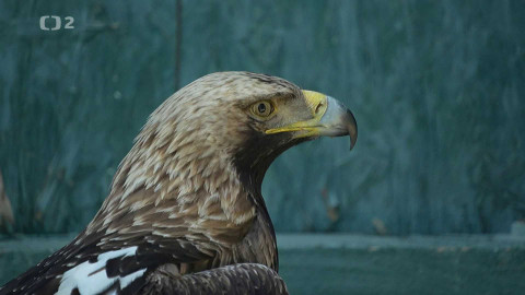 Kvarteto - Zvířata a jejich příběhy