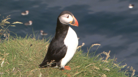 Obdivuhodný svět přírody - Papuchalk bělobradý