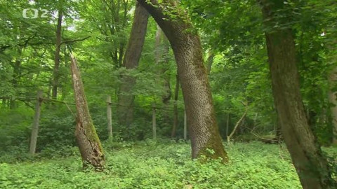 Nedej se! - Soumrak moravské Amazonie?