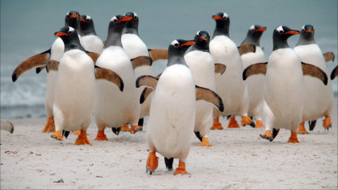 Darwinův úžasný svět zvířat - 10/12 Šílené tempo