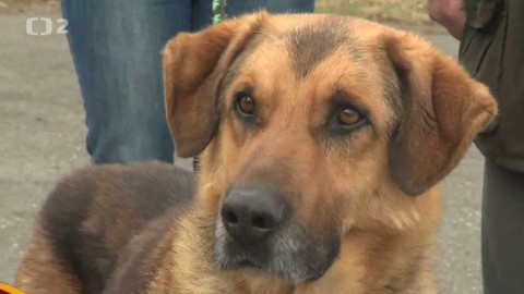 Chcete mě? - Chcete je?