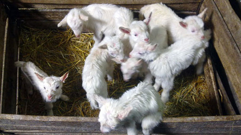 Malá farma - Kůzlátka, kůzlátka...