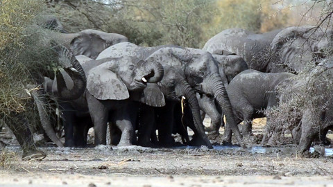 Nedej se! - Bojujeme za slony