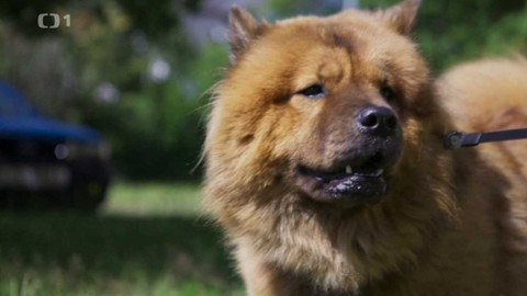 Kočka není pes - Tvrdohlavá Sheila a vystresovaná Pepina