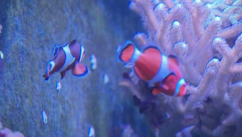 Tamtam - 11. listopadu 2023