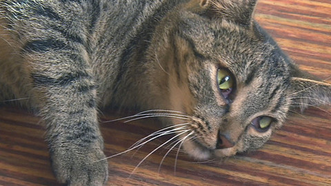 Chcete mě? - Chcete je?