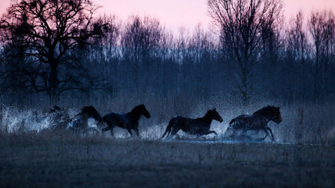 GEO 360° - Divocí koně v dunajské deltě