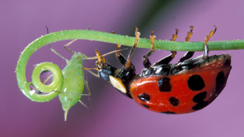 Přírodní mikrosvěty - Vliv na člověka