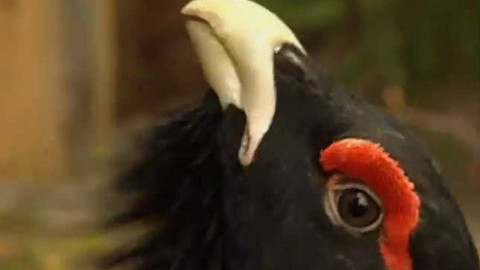 Přidej se - Dejme šanci tetřevům