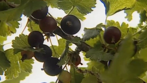 Pod pokličkou - Jak s praotcem Čechem, živ se strdím, mlékem