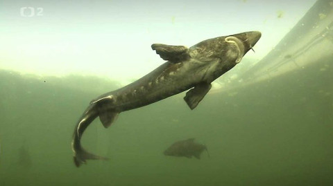 Nedej se! - Návrat pravěké ryby