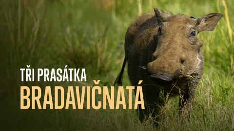 Tři prasátka bradavičnatá