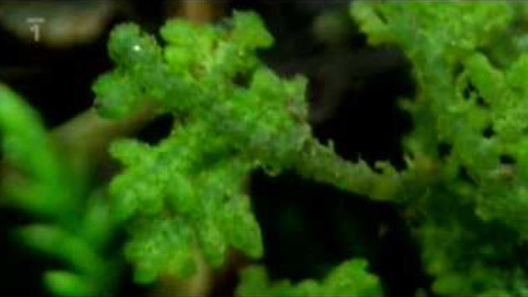 Živé srdce Evropy - Pěknice plstnatá