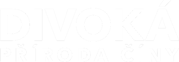 Divoká příroda Číny