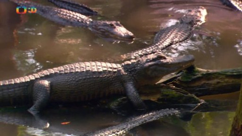 Atlas zvířat - Kdo nahradil dinosaury?