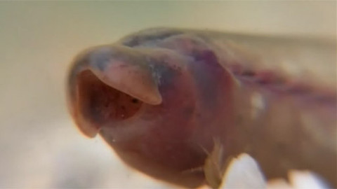 Videoatlas chráněných a ohrožených živočichů - Mihule
