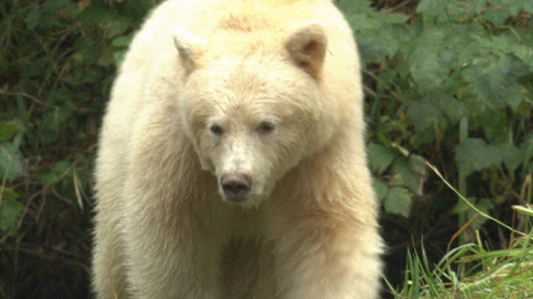 Obdivuhodný svět přírody - Medvěd baribal