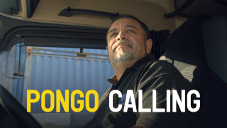 Pongo Calling