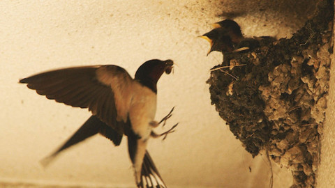 Obdivuhodný svět přírody - Příroda v Tokiu – léto