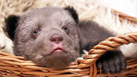 Méďové - Méďové se rodí v lednu