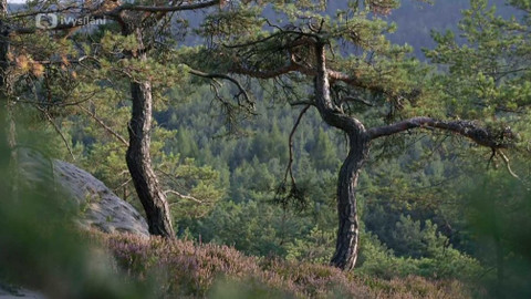 Minuty z přírody - Reliktní bory