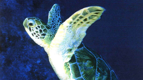 Svět vodní divočiny - 4/9 Světoběžníci oceánů