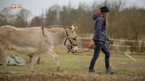 Zvířecí profesionálové - Oslík, který umí uklidňovat