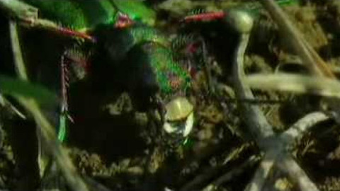 Živé srdce Evropy - Svižník polní