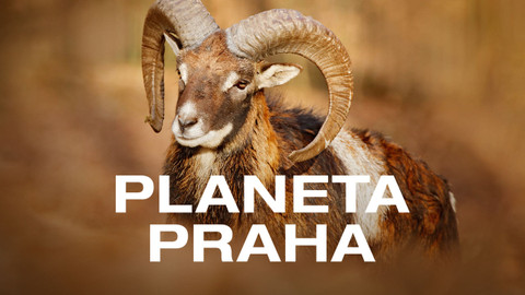 Planeta Praha