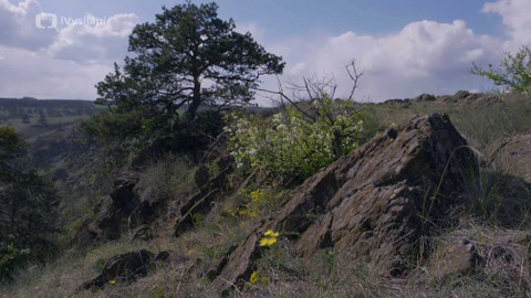 Minuty z přírody - Mohelenská hadcová step