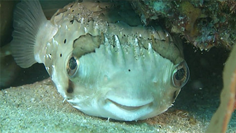 Objevování planety Oceán - 3/13 Život v poušti