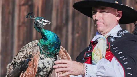 Co naše babičky uměly a na co my jsme zapomněli - Pyšný jako páv