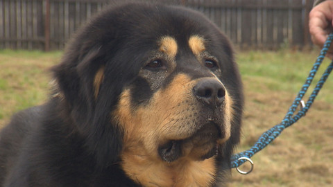 Chcete mě? - Chcete je?