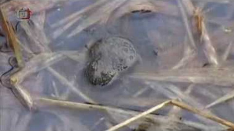 Živé srdce Evropy - Kuňka obecná