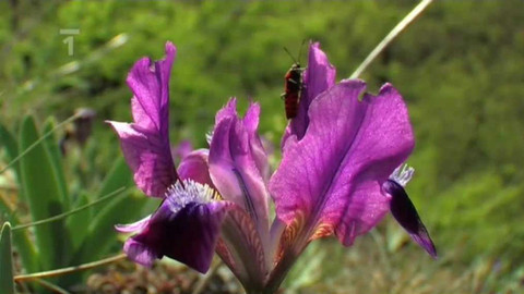 Živé srdce Evropy - Kosatec nízký