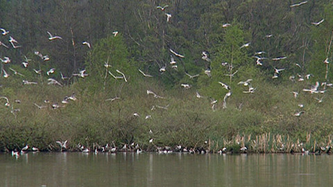 Zprávičky - 12. května 2012