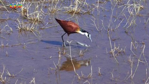 Africká abeceda - U – ústřičník
