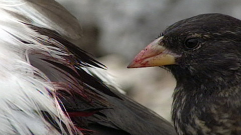 Obdivuhodný svět přírody - Darwinovy pěnkavy