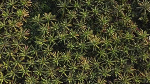 Nedej se! - Prales zítřka